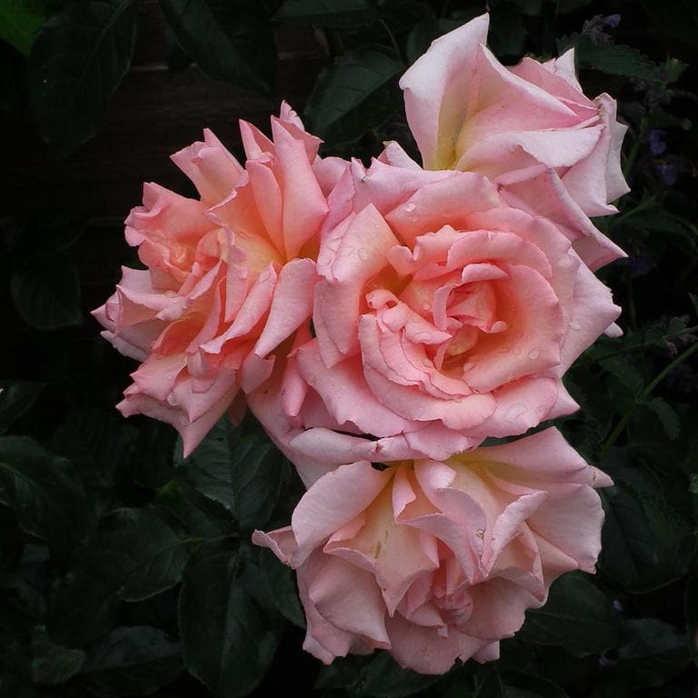  Rosa Compassion - Climbing Rose
