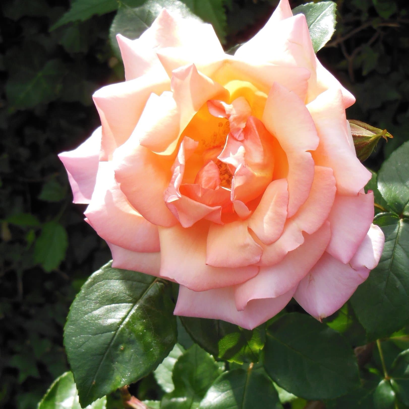  Rosa Compassion - Climbing Rose