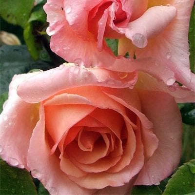  Rosa Compassion - Climbing Rose