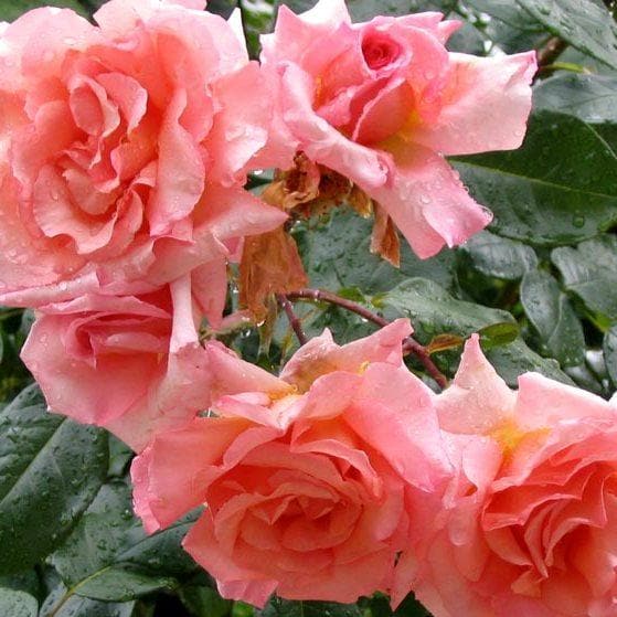  Rosa Compassion - Climbing Rose