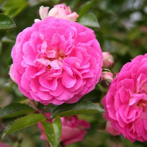  Rosa Dorothy Perkins - Rambling Rose