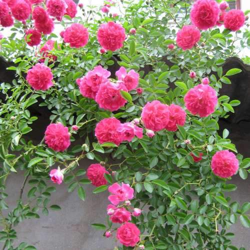  Rosa Dorothy Perkins - Rambling Rose