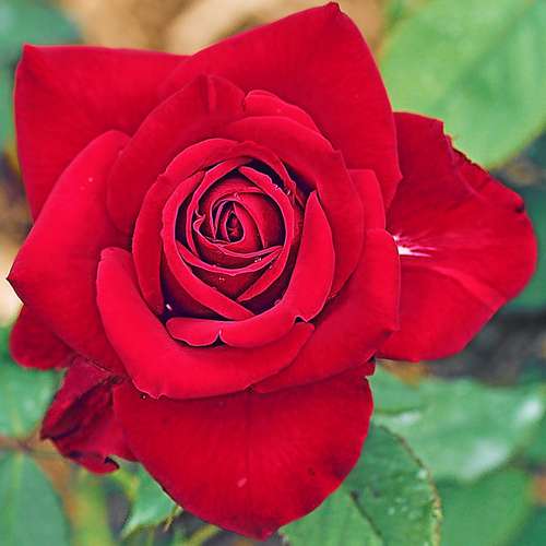  Rosa Ena Harkness - Climbing Rose