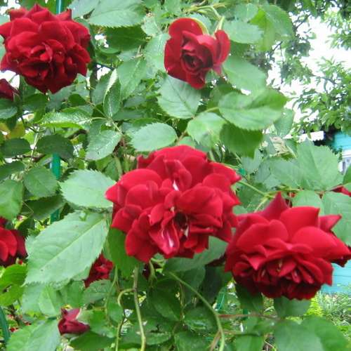  Rosa Ena Harkness - Climbing Rose