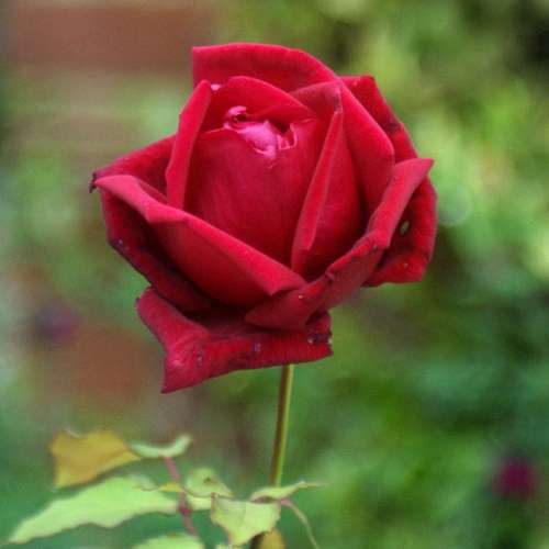  Rosa Ena Harkness - Climbing Rose