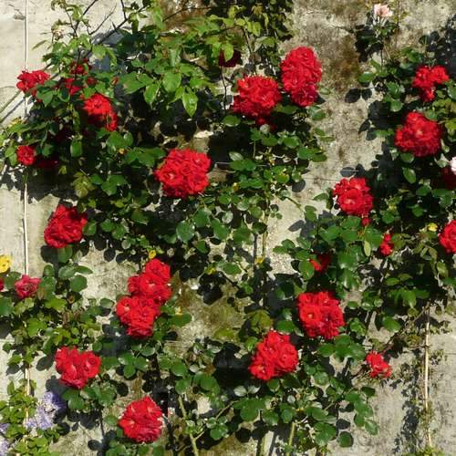  Rosa Ena Harkness - Climbing Rose