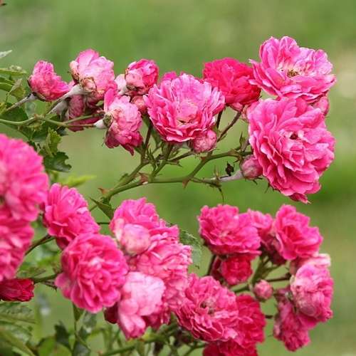  Rosa Excelsa - Rambling Rose
