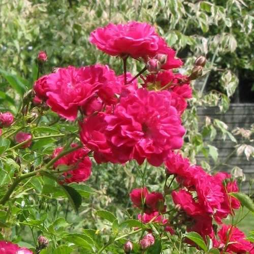  Rosa Excelsa - Rambling Rose