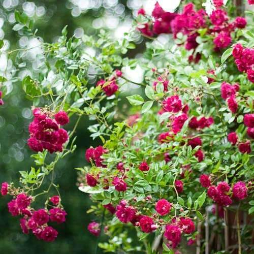  Rosa Excelsa - Rambling Rose