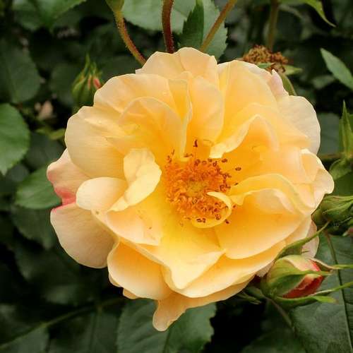  Rosa Flower Carpet Amber