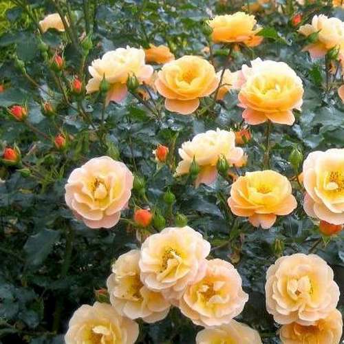  Rosa Flower Carpet Amber