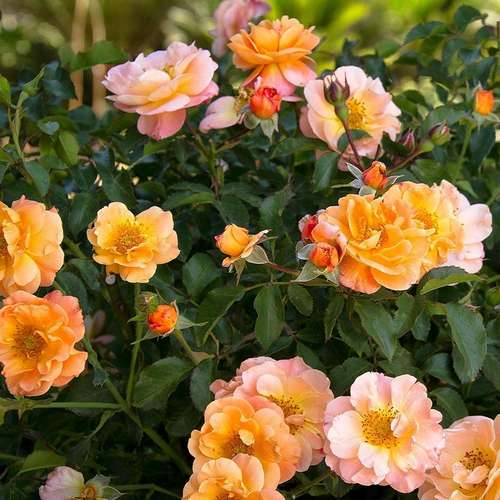  Rosa Flower Carpet Amber