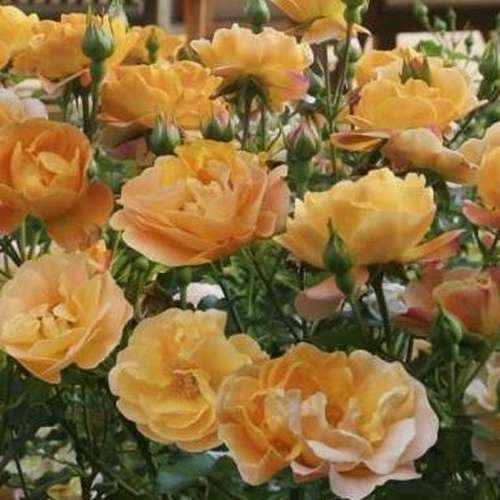  Rosa Flower Carpet Amber