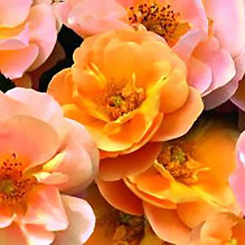  Rosa Flower Carpet Amber