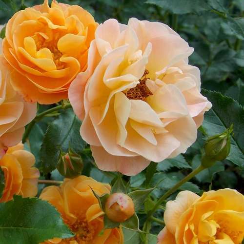  Rosa Flower Carpet Amber