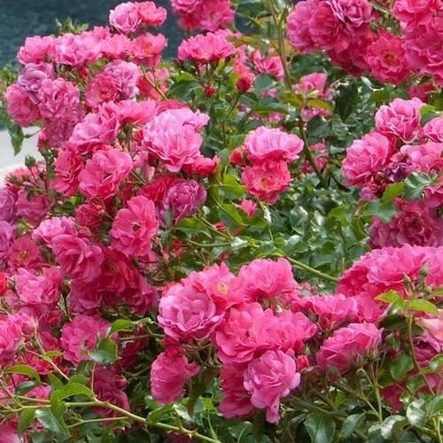  Rosa Flower Carpet Pink