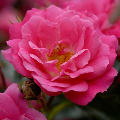  Rosa Flower Carpet Pink