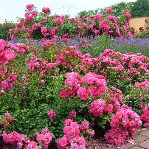  Rosa Flower Carpet Pink