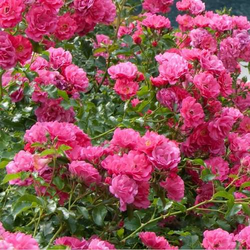  Rosa Flower Carpet Pink