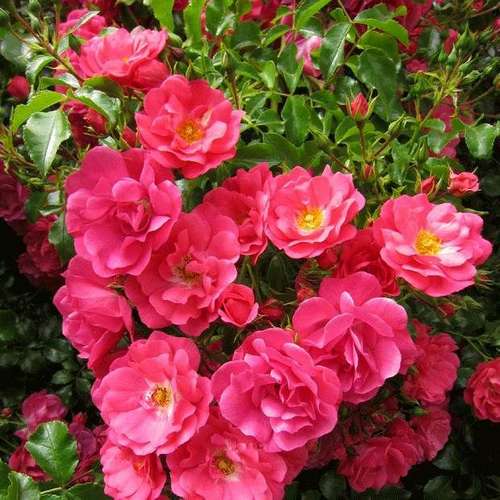  Rosa Flower Carpet Pink