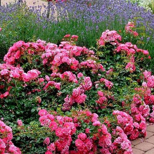  Rosa Flower Carpet Pink