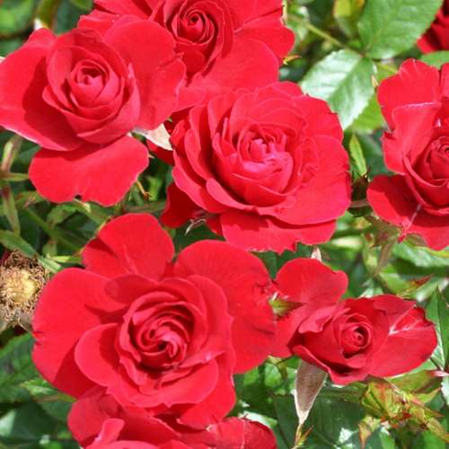  Rosa Flower Carpet Ruby