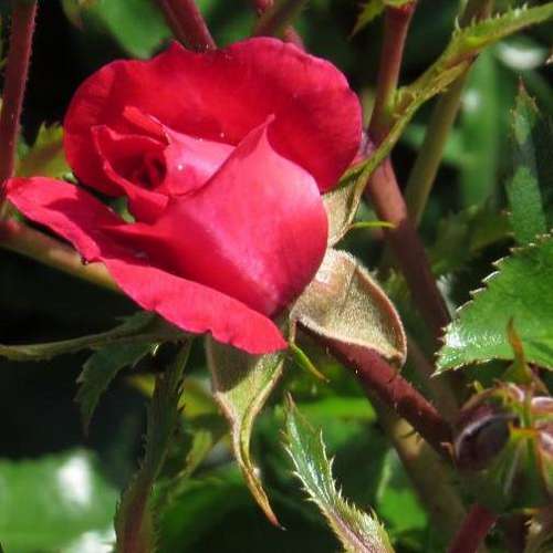  Rosa Flower Carpet Ruby