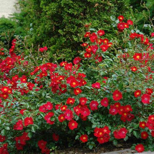  Rosa Flower Carpet Scarlet