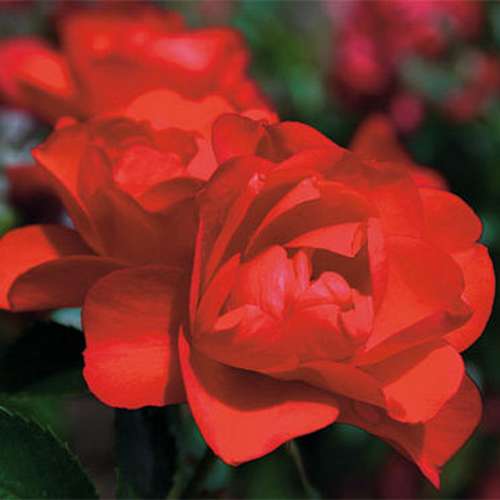  Rosa Flower Carpet Scarlet