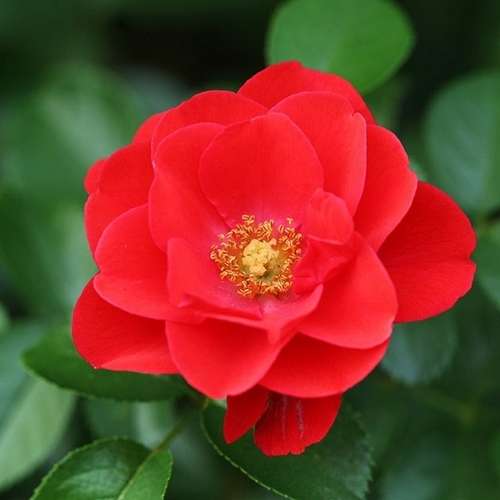  Rosa Flower Carpet Scarlet