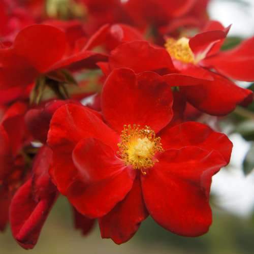  Rosa Flower Carpet Scarlet