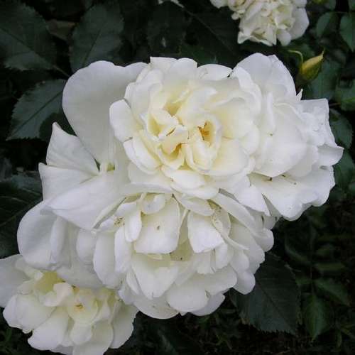  Rosa Flower Carpet White