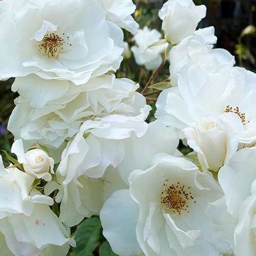  Rosa Flower Carpet White