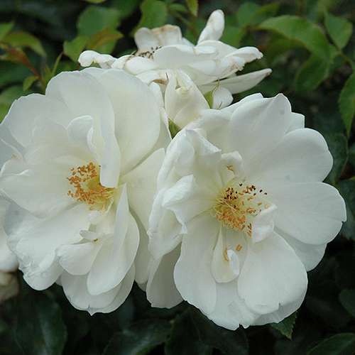  Rosa Flower Carpet White