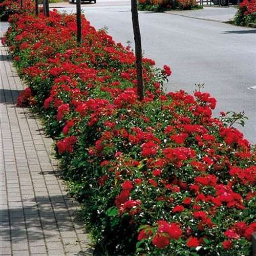  Rosa Flower Carpet Ruby