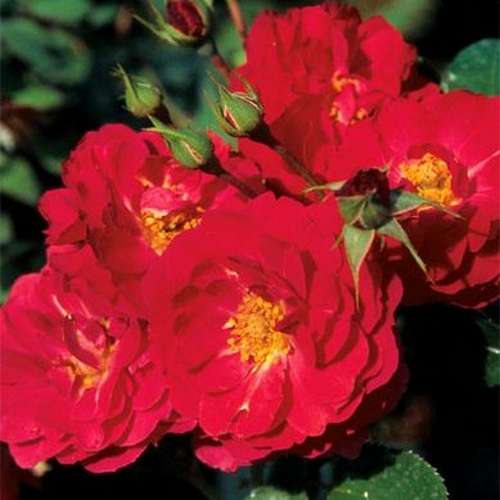  Rosa Flower Carpet Ruby