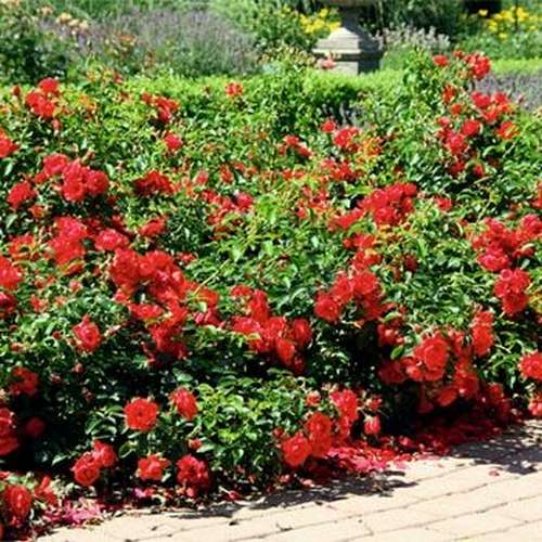  Rosa Flower Carpet Scarlet