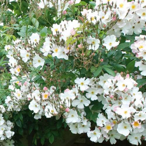  Rosa Francis E. Lester - Rambling Rose