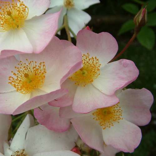  Rosa Francis E. Lester - Rambling Rose