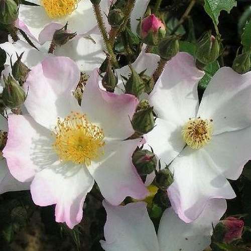  Rosa Francis E. Lester - Rambling Rose