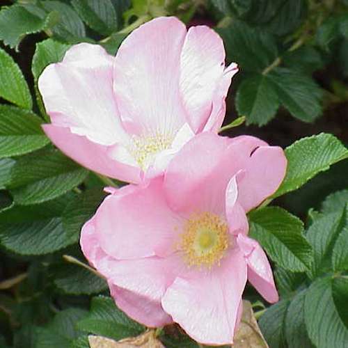  Rosa Fru Dagmar Hastrup - Rugosa Rose