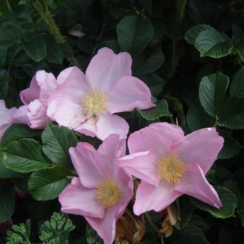  Rosa Fru Dagmar Hastrup - Rugosa Rose
