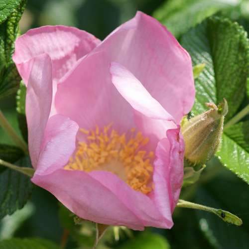 Rosa Fru Dagmar Hastrup - Rugosa Rose