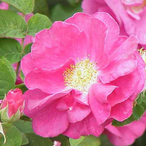  Rosa Gallica Officinalis - Old Shrub Rose