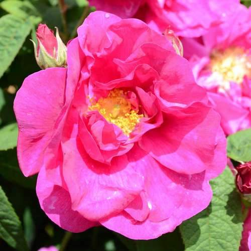  Rosa Gallica Officinalis - Old Shrub Rose