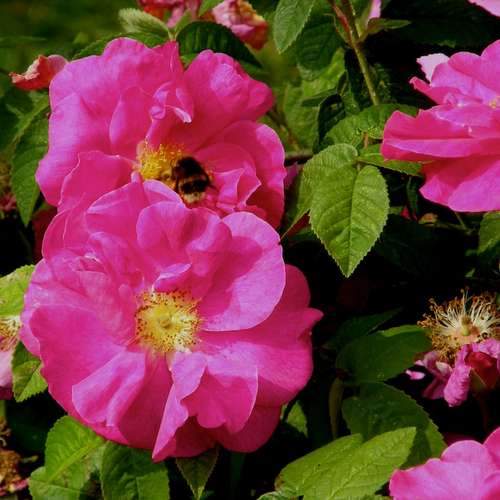  Rosa Gallica Officinalis - Old Shrub Rose