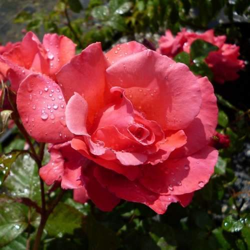  Rosa Galway Bay - Climbing Rose