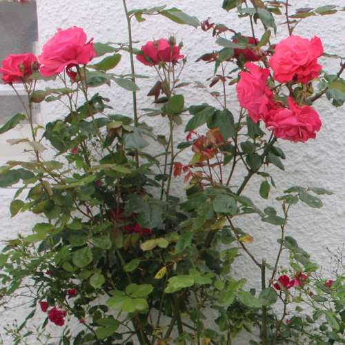  Rosa Galway Bay - Climbing Rose