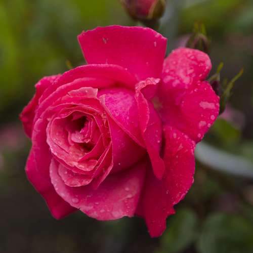  Rosa Galway Bay - Climbing Rose