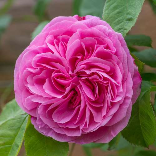  Rosa Gertrude Jekyll